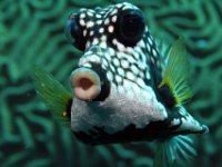 Boxfish Smooth Trunkfish